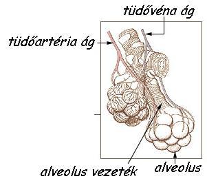 A légzőszervek anatómiája orr garat - gége gégefedő hangszalag ( trachea ) légcső tüdő főhörgők C alakú porc ( segmentales hörgők (bronchi lobales, b.