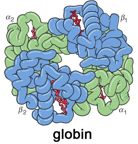 Hemoglobin és mioglobin az oxigén oldékonysága vízben nagyon kicsi, így speciális oxigénkötő illetve oxigénszállító molekulák kellenek hemoglobin vörösvértestekben 4 fehérjelánc