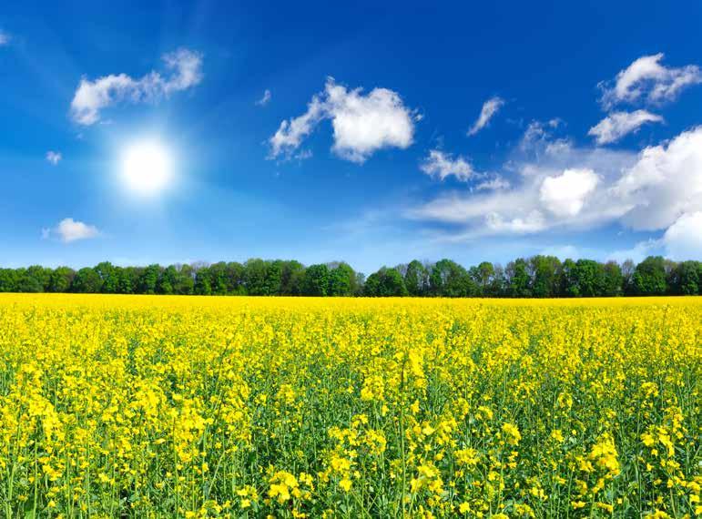 A bór fontos tápelem az őszi káposztarepce számára, hasonlóan a többi Brassica nemzetségbe tartozó növényhez, magas a bór igénye.