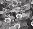 , 98. oldal (AI Servo AF) 84.