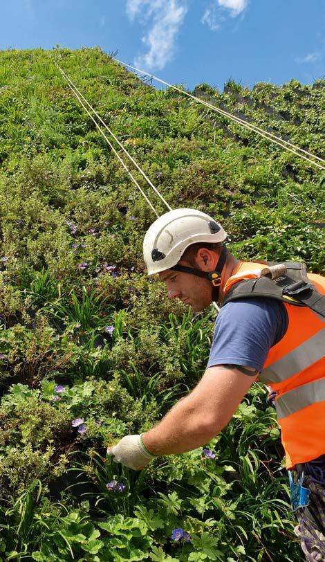 Vegetáció: 10 000 db lágyszárú növény Öntözés: komplex automata csepegtető öntözés, esővíz gyűjtő tartállyal és nyomás szabályozóval a hirtelen nagy esőzések vízvisszatartására Közreműködők: London