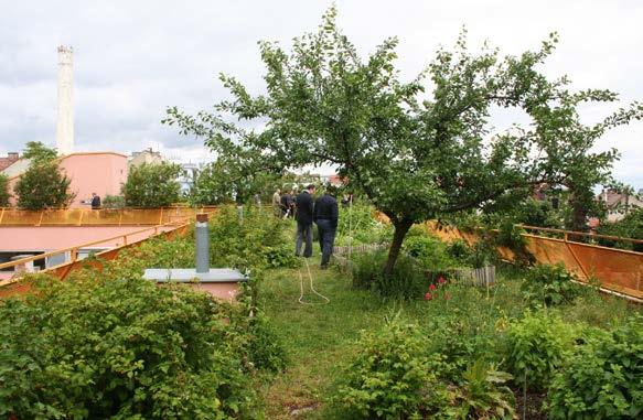 Városi klíma és zöldinfrastruktúra 16. ábra Közösségi kert egy lakóépület legfelső szintjén (Bécs) ϐϐa sajátos áramlási rendszerek miatt egyenetlen a csapadékeloszlás.