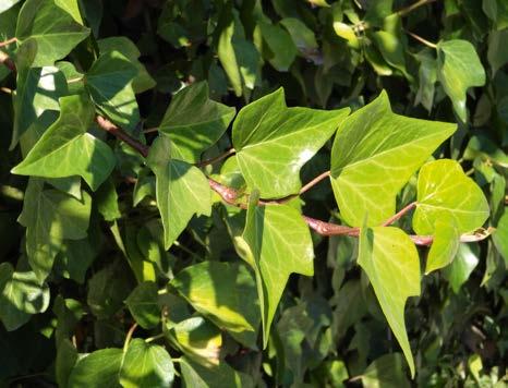 ) rögzülése kapaszkodó léggyökérrel, illetve a háromkaréjú vadszőlő (Parthenocissus