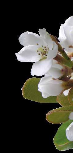 0,3 x 2,2 m Zöld FLOR