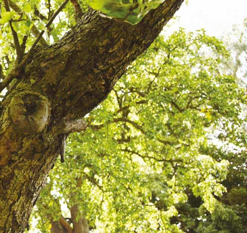 KONDENZÁCIÓS 4 / A KÉNYELEM MIATT / EGYSZERŰ KEZELHETŐSÉG Könnyen kezelheti, és egyszerűen kommunikálhat fali kazánjával, az intuitív menünek és a kiváló minőségű LCD-kijelzőnek köszönhetően.