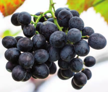 A Nemzeti Agrárgazdasági Kamara védnökként vesz részt idén a Szekszárdi Szüreti Napok rendezvényen.