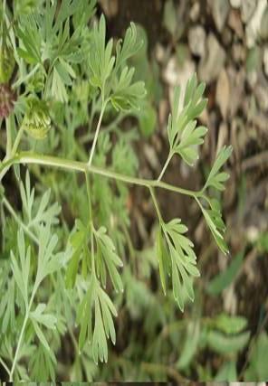 Közönséges füstike Fumaria schleicherii T 3 Család: Füstikefélék Fumariaceae Alacsony termetű gyom. Ágas gyökérzete mintegy 30 cm mélyen hatol a földbe.