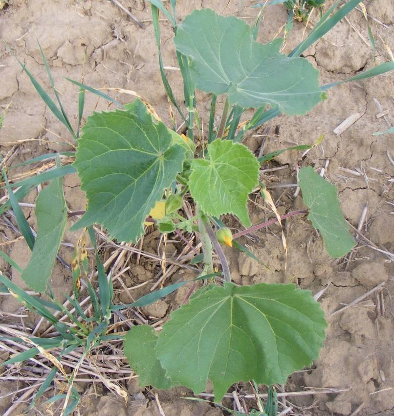 Selyemmályva - Abutilon theophrasti T 4 Család: Mályvafélék Malvaceae Elterjedt: Ázsia déli részén, Délkelet- Európában, Középés Nyugat Európában, Észak- Afrikában, Ausztráliában, Észak-Amerikában