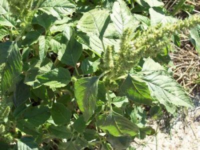 Szőrös disznóparéj - Amaranthus retroflexus T 4 Család: Disznóparéjfélék Amaranthaceae Elterjedt: Észak-Amerika déli részeiről, ma már kozmopolita.