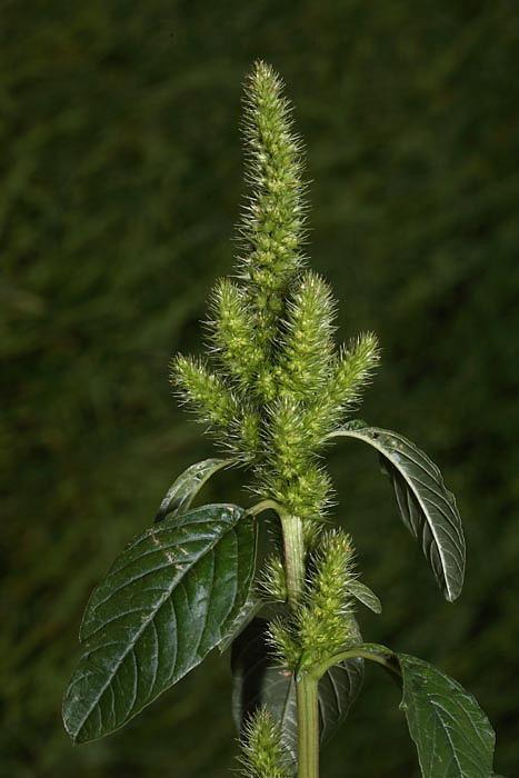 A virágok álfüzér virágzatot alkotnak. Virág színe zöld. Júliustól októberig virágzik. http://www.pbase.com/milv/image/88902815 Magprodukciója: 10.000-40.000 mag/tő.
