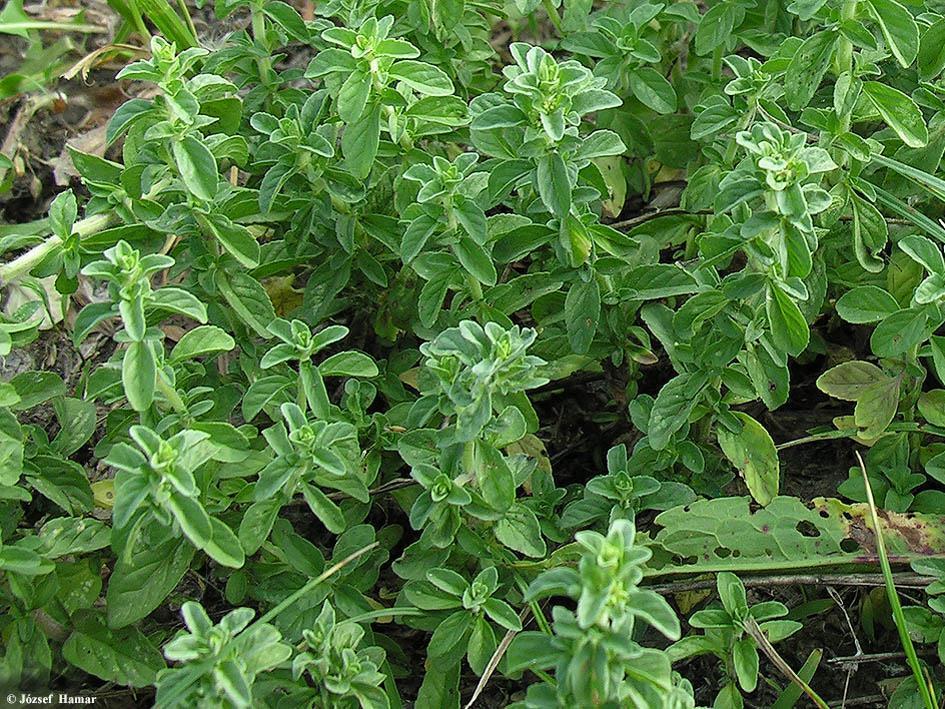 Fehér disznóparéj - Amaranthus albus T 4 Család: Disznóparéjfélék Amaranthaceae Közepes, vagy magas, terpedten ágas, sárgászöld, kopasz.