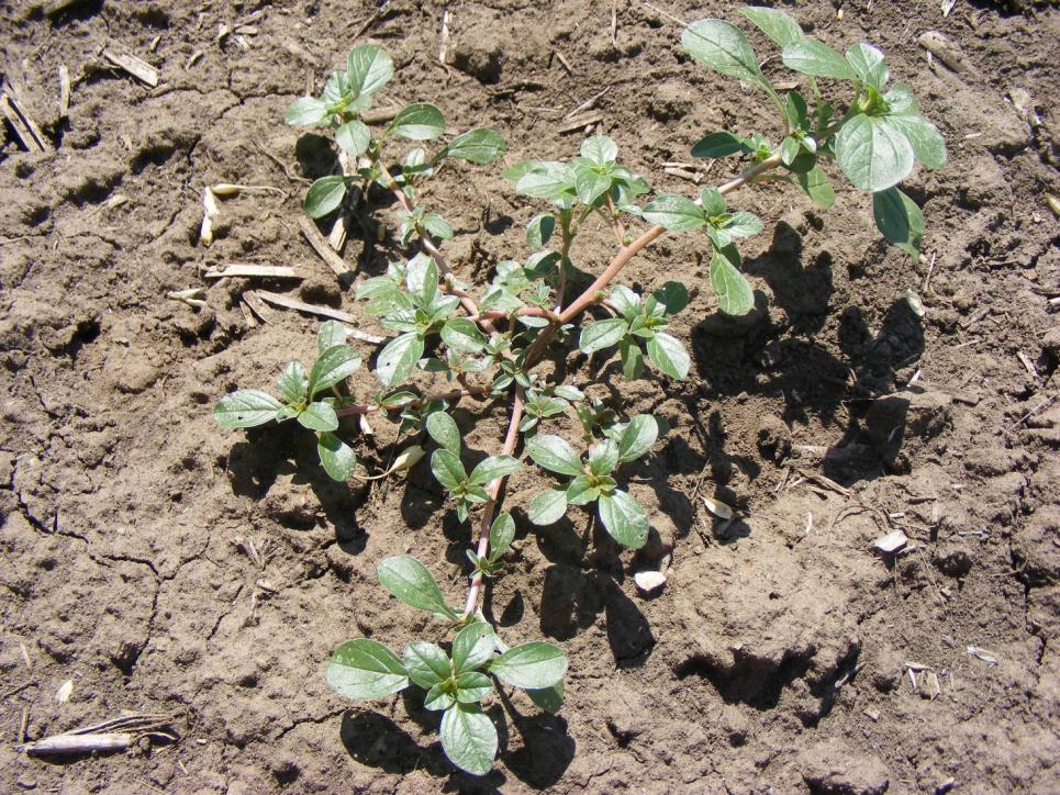 Henye paréj Amaranthus blitoides T 4 Család: Disznóparéjfélék Amaranthaceae 10-50 cm, tőből dúsan ágas, heverő szárú növény.