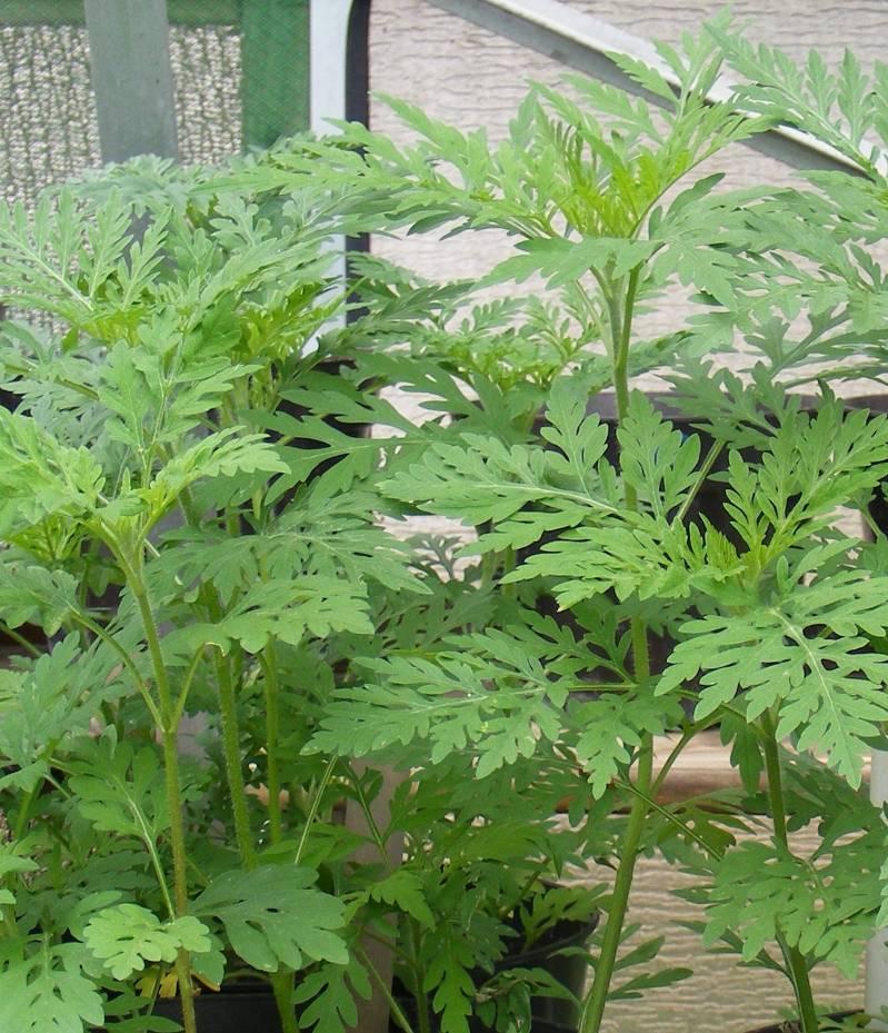 Ürömlevelű parlagfű - Ambrosia artemisiifolia T 4 Család: Fészkesvirágzatúak Compositae (Asteraceae) Származás: Észak-Amerikából származik, 1800 körül jutott el