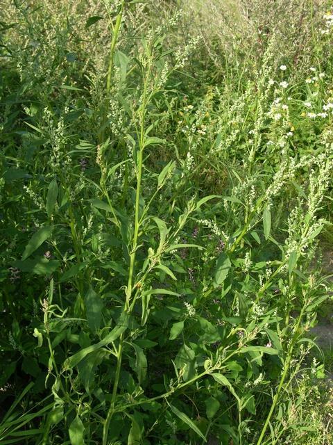 Atriplex patula Atriplex patula