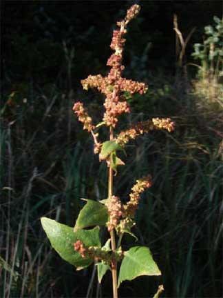 photoid=25772&photo=atriplex-patula