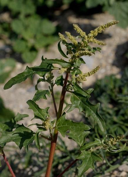 Tatár laboda - Atriplex tatarica T 4 Család: Libatopfélék Chenopodiaceae Szára fehér, vagy pirosló, lefekvő, dúsan ágas (30-150 cm).