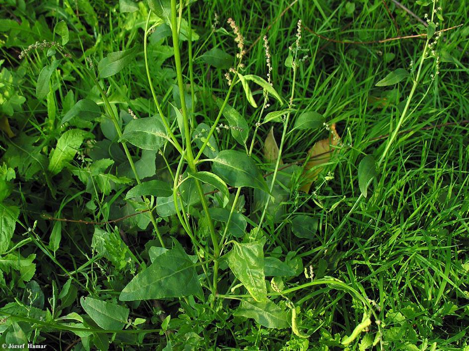 Dárdás laboda - Atriplex hastata T 4 Család: Libatopfélék Chenopodiaceae 30-100 cm felálló vagy elfekvő, kopasz, dúsan elágazó növény. Nedves helyeken Levelei alul-felül zöldek, igen mindenütt megél.