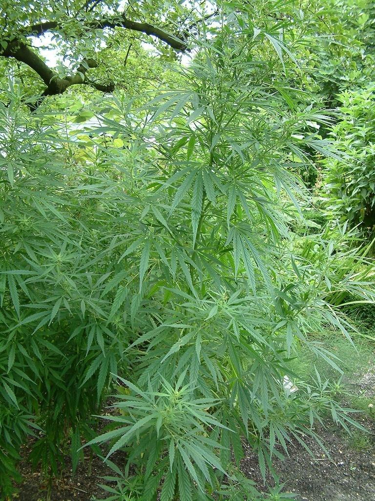 Kender - Cannabis sativa T 4 Család: Kenderfélék Cannabinaceae Magja egérszürke-barnásszürke, sárga hálózattal, sötét foltokkal kendermag.