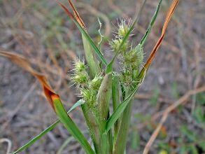 Átoktüske - Cenchrus pauciflorus T 4 Család: Pázsitfűfélék Gramineae (Poaceae) A szemtermések tövises pelyvákba (2-5 mm) vannak zárva. A termés 2-3 magvú, színe szalmasárgától világos ibolyáig terjed.