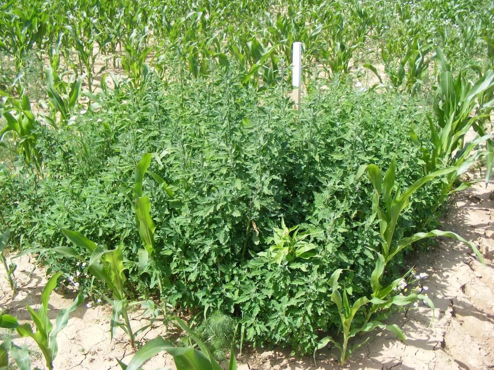 Fehér libatop - Chenopodium album T 4 Család: Libatopfélék Chenopodiaceae Elterjedt: az egész világon a sarkok kivételével. Kozmopolita.