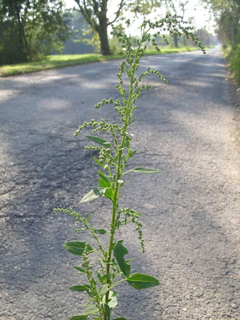Levelei hosszú nyelűek, ék alakú vállból tojásdad- vagy lándzsás tojásdad, majdnem ép szélűek, hegyesek, fonákukon erősen lisztesek.