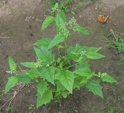 Pokolvar libatop - Chenopodium hybridum T 4 Család: Libatopfélék Chenopodiaceae Magva lencse alakú 2 mm átmérőjűfényes fekete, gödrözve pontozott.