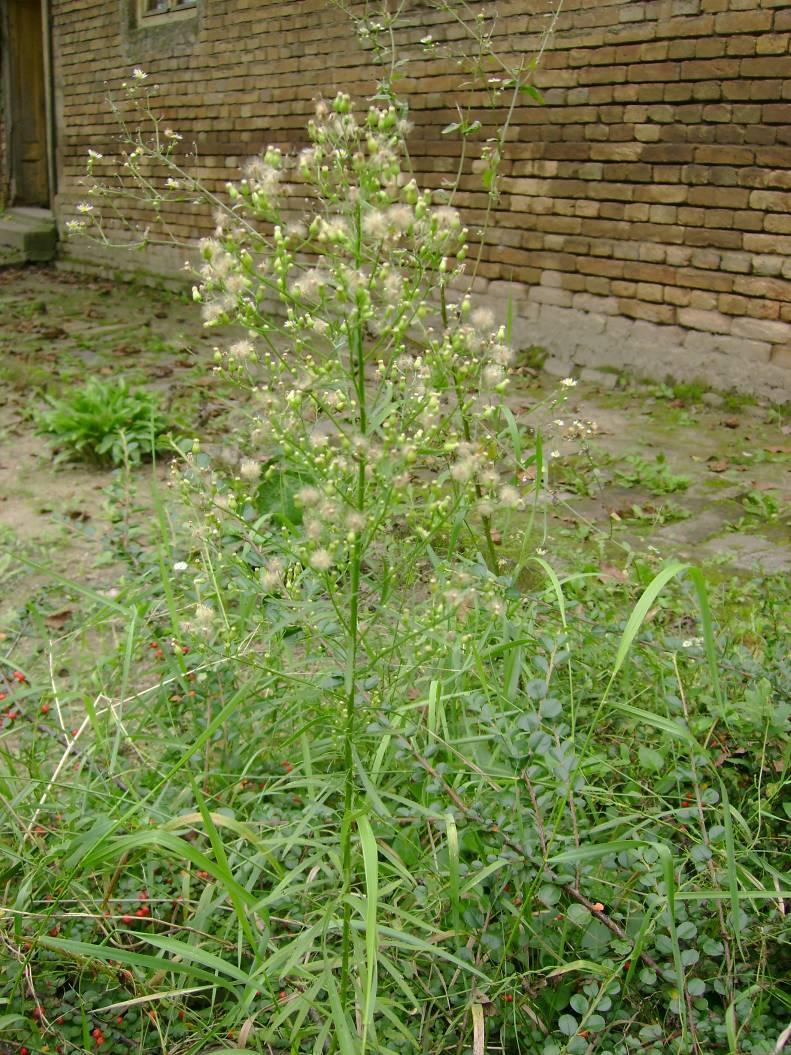 Betyárkóró - Conysa canadensis T 4 Család: Fészkesvirágzatúak Compositae (Asteraceae) 10-100 cm magas növény.