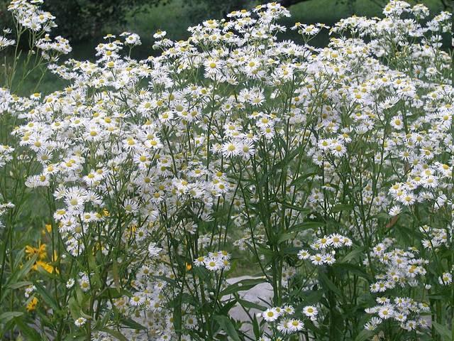Egynyári seprence Erigeron annuus T 4 Család: Fészkesvirágzatúak Compositae (Asteraceae) Észak-Amerikából származik.