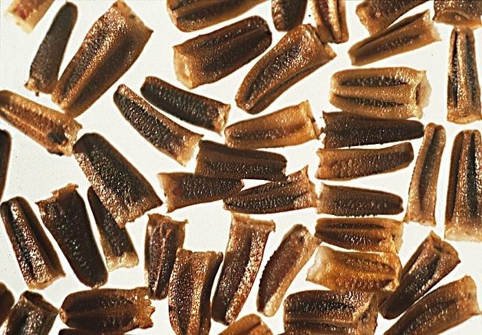 Termése kaszat, 2 mm hosszú, 1 mm széles, háta barnás sima, fekete barázda választja szét, csúcsán keskeny hártyás korona áll. Egy növény akár 34000 termést is hozhat.