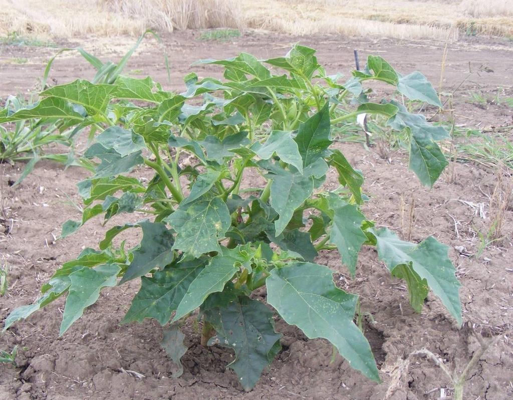 Csattanó maszlag - Datura stramonium T 4 Család: Burgonyafélék Solanaceae Csöves, vastagszárú, bogas elágazású, kopasz, nagy termetű növény.