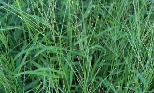 Pirók ujjasmuhar - Digitaria sanguinalis T 4 Család: Pázsitfűfélék Gramineae (Poaceae) Lekönyöklő és legyökerező szárú, erősen bokros, közepes termetű növény.