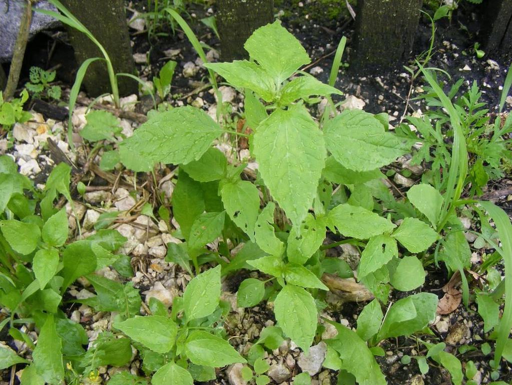 Kicsiny gombvirág - Galinsoga parviflora T 4 Család: Fészkesvirágzatúak Compositae (Asteraceae) Közepes termetű, szőrös, erősen