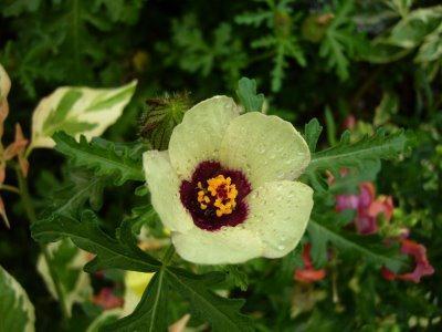 Varjúmák - Hibiscus trionum T 4 Család: Mályvafélék Malvaceae Karógyökerű, 10-15 cm magas rendesen tövétől ágas növény. Alsó ágai a földön heverőek, végükön felemelkedők.