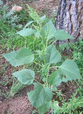 Íva/parlagi rézgyom - Iva xanthiifolia T 4 Család: Fészkesvirágzatúak Compositae (Asteraceae) Adventív, Észak-Amerikából származik. Ruderális gyom.