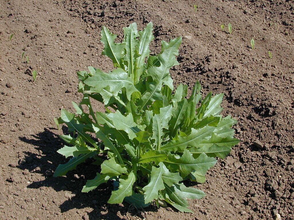 Keszegsaláta - Lactuca serriola T 4 Család: Fészkesvirágzatúak Compositae (Asteraceae) Utak mentén, parlagokon hatalmas állományokat alkot.