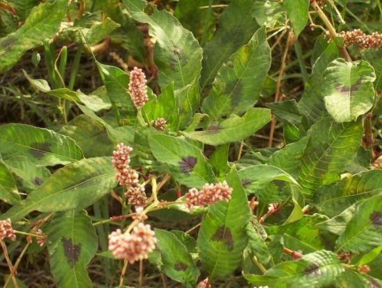 Lapulevelű keserűfű - Persicaria lapathifolia T 4 Család: Keserűfűfélék Polygonaceae Elterjedt: északi mérsékelt égöv alatt. 20-60 (200) cm magasra megnövő gyakori gyomnövény.