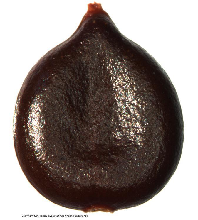 Makktermése csaknem szív alakú, mindkét oldala lapos kivájt, 2-3 mm hosszú, fénylő sötétbarna, vagy fekete.