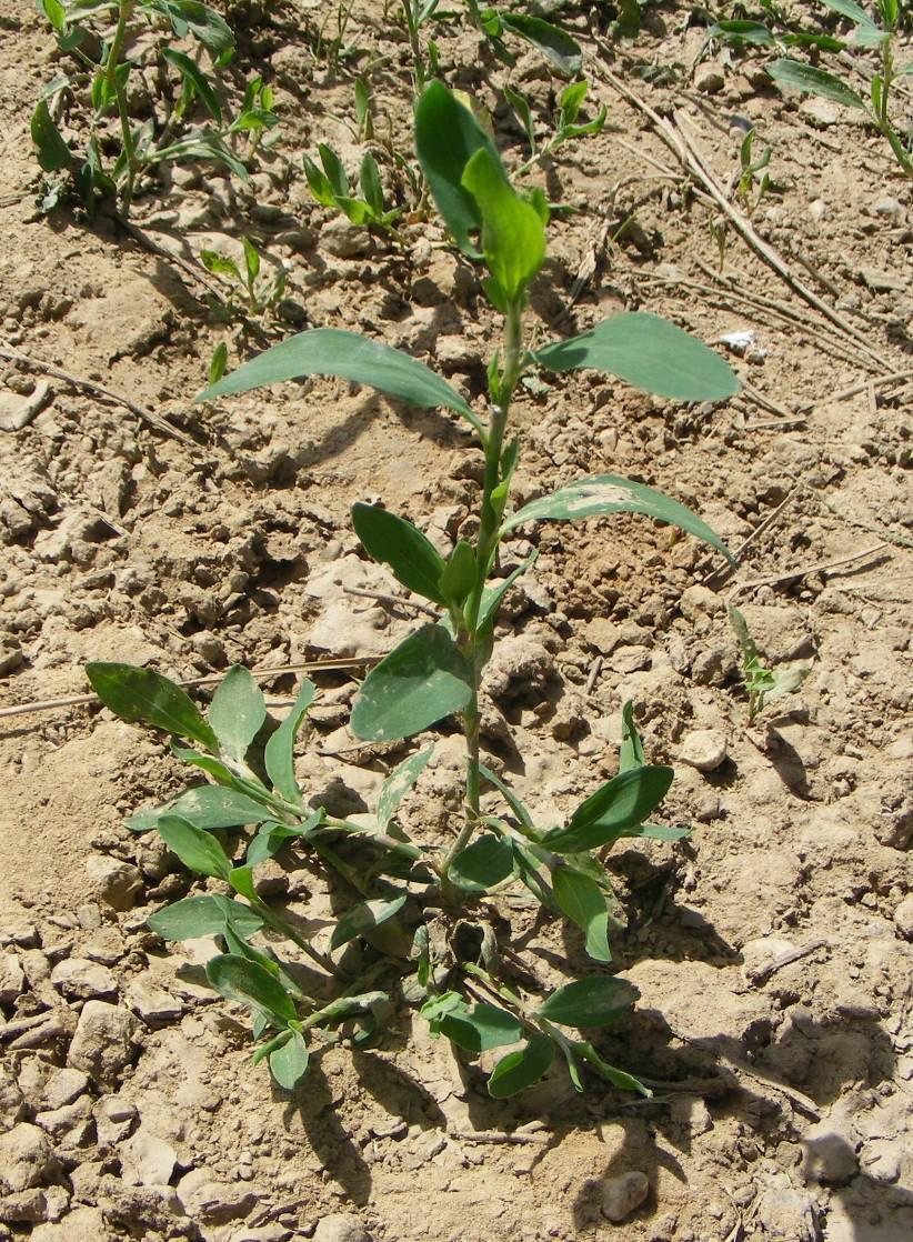 Porcsinkeserűfű - Polygonum aviculare T 4 Család: Keserűfűfélék Polygonaceae Orsógyökerű, általában 5-60 cm magas növény.