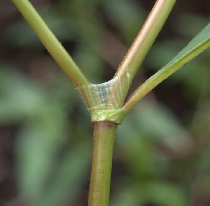 Baracklevelű keserűfű Persicaria maculosa T 4 Család: Keserűfűfélék Polygonaceae Morfológiai bélyegei a