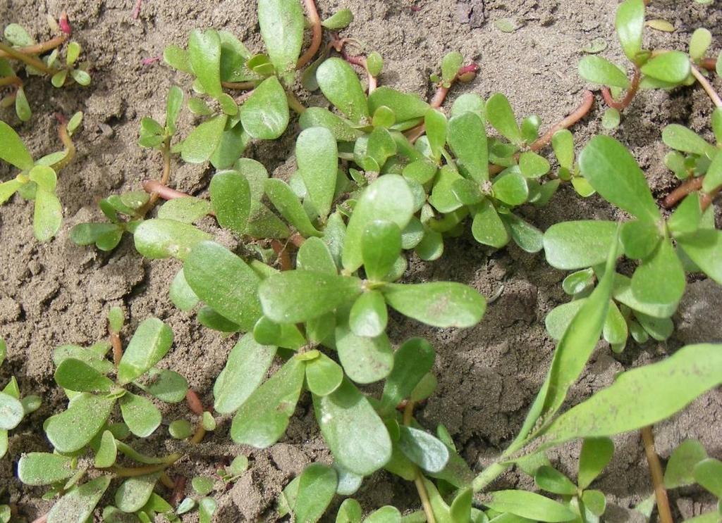 Kövér porcsin - Portulaca oleracea T 4 Család: Porcsinfélék Portulacaceae Kövér porcsin