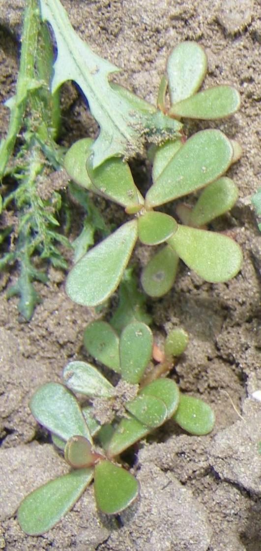 Toktermése 3-8 mm hosszú, ferde kupakkal nyíló, sokmagvú. Az apró mag kerek vagy vese alakú, laposra nyomott, kiugró orral, alatta köldököböllel. Felülete fekete, finoman, koncentrikusan gyöngyözött.