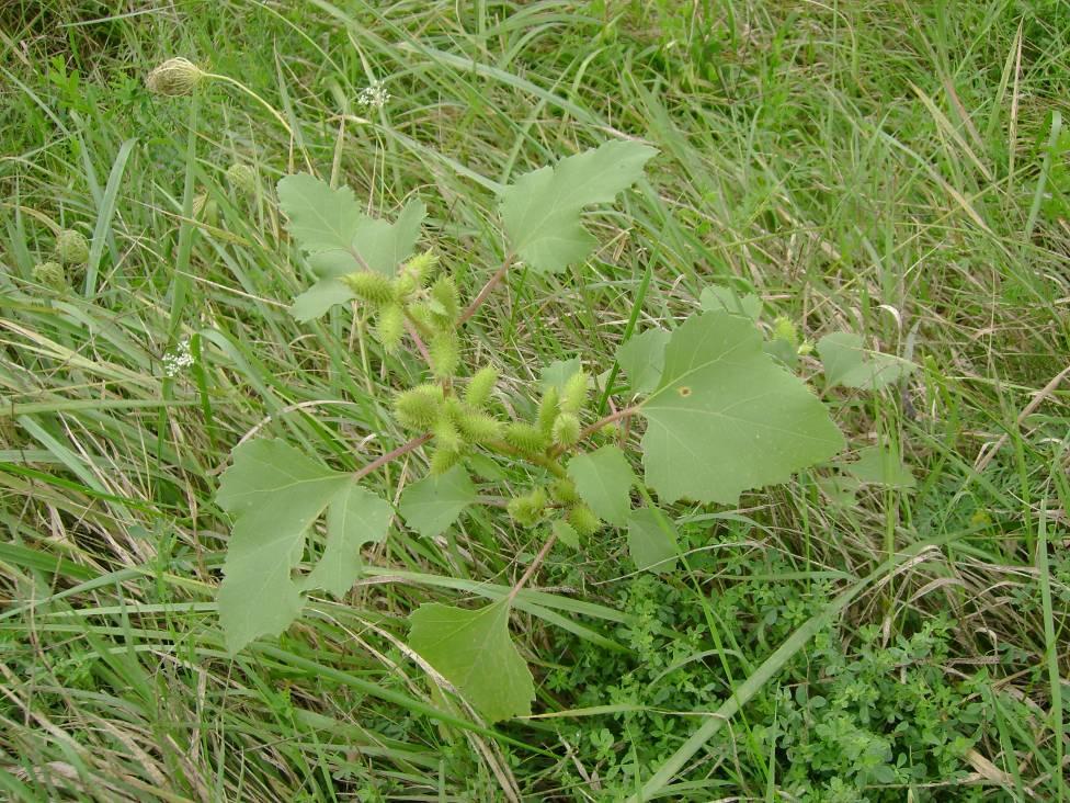 Bojtorján szerbtövis - Xanthium strumarium T 4 Család: Fészkesvirágzatúak Compositae (Asteraceae) 10-120 cm magas szürkés zöld, orsógyökerű növény.