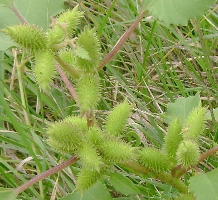 Két kaszatból álló terméságazata 10-15 mm hosszú, csúcsukon két egyenes szarvval.