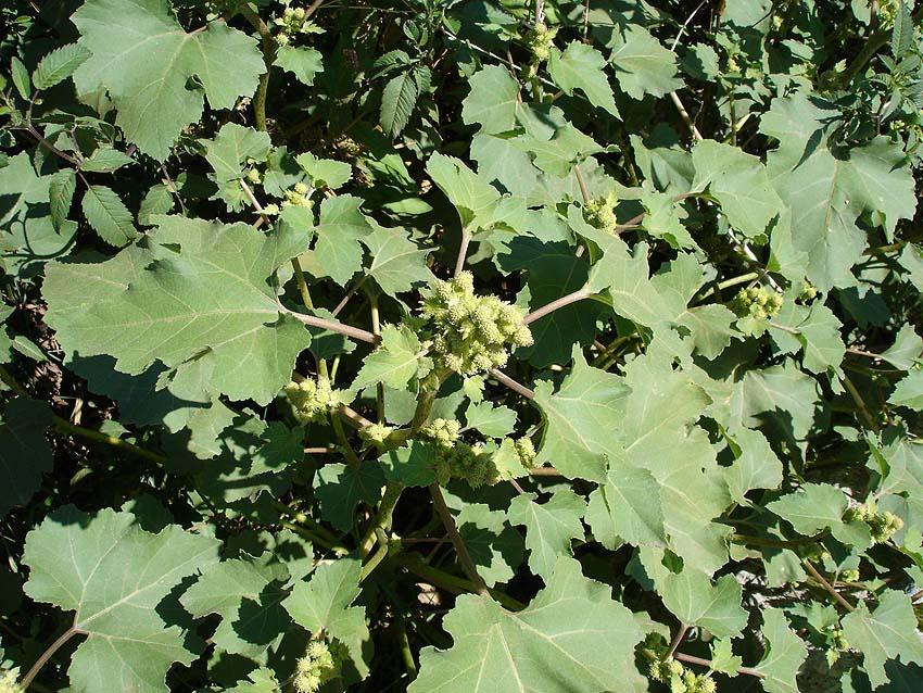 Olasz szerbtövis - Xanthium italicum T 4 Család: Fészkesvirágzatúak Compositae (Asteraceae) Elágazó szárú, erőteljes, érdes, bibircses növény. Szára sárgászöld.