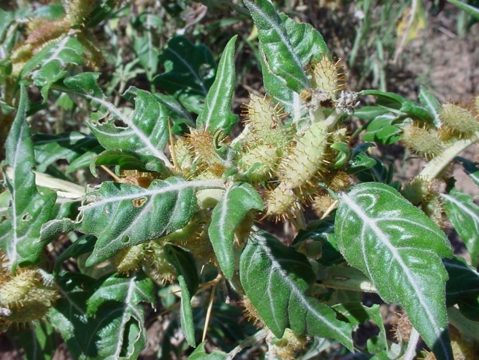 Szúrós szerbtövis - Xanthium spinosum T 4 Család: Fészkesvirágzatúak Compositae (Asteraceae) Közepes termetű, felálló, ágas szárú, szúrós növény. Levelei hosszúkás tojásdad kerületűek, osztottak.