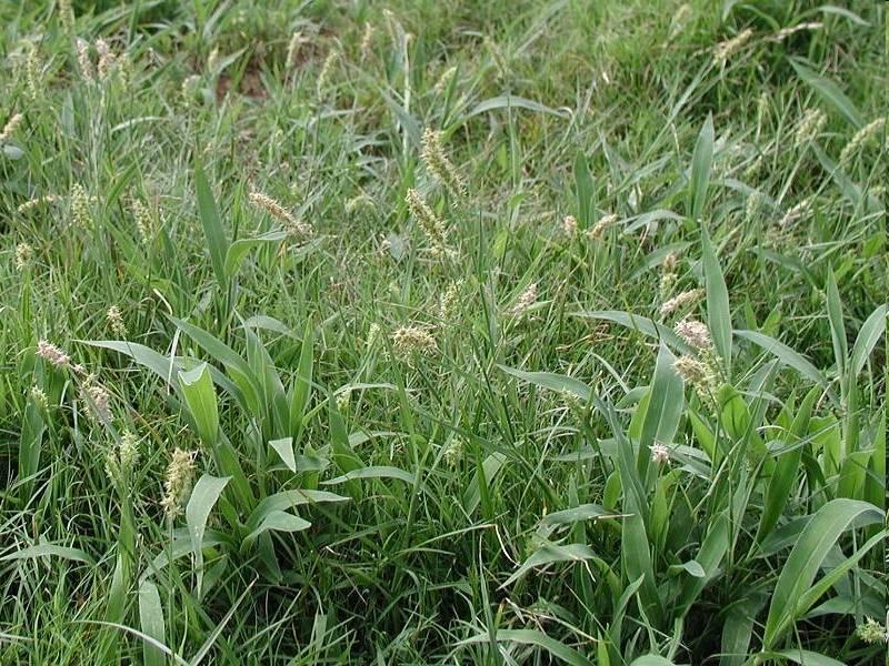 A virágot és később a termést egészen körülzárják. Kb. 2-3 mm hosszú, hátán domború, hasi oldalán kivájt termése kerülékes, színe halvány pirosasbarna. Virágzás: Júniusaugusztus.