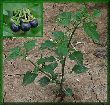 Fekete csucsor - Solanum nigrum T 4 Család: Burgonyafélék - Solanaceae Rövid orsógyökerű, 30-60 cm magas növény. Szára hengeres vagy szegletes, kopasz vagy pelyhesen szőrözött, erősen ágas.