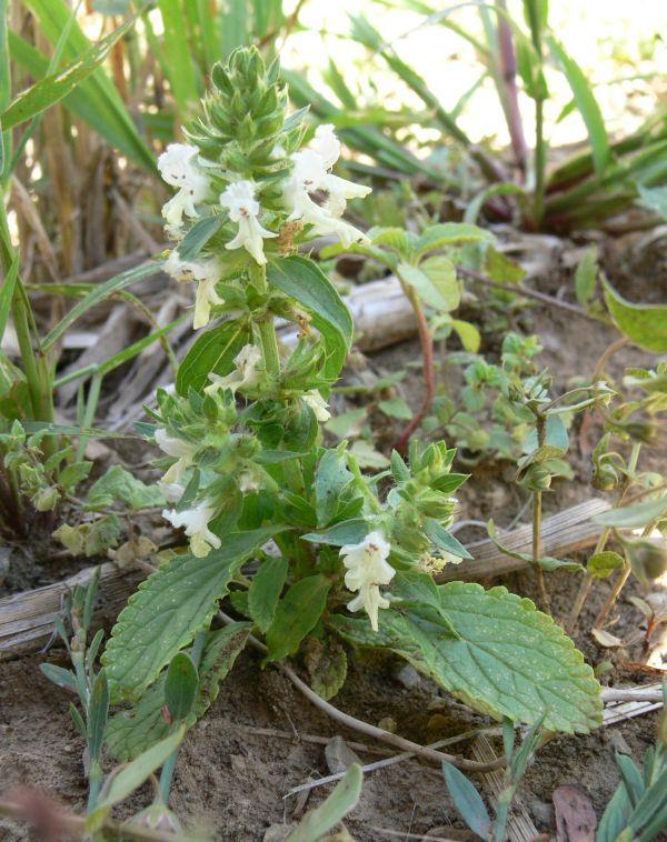 Tarló tisztesfű - Stachys annua T 4 Család: Ajakosak Labiateae (Lamiaceae) Magja lapított tojásdad, sötétbarna, sötétszürke, vagy fekete aprón pontozott makkocska.