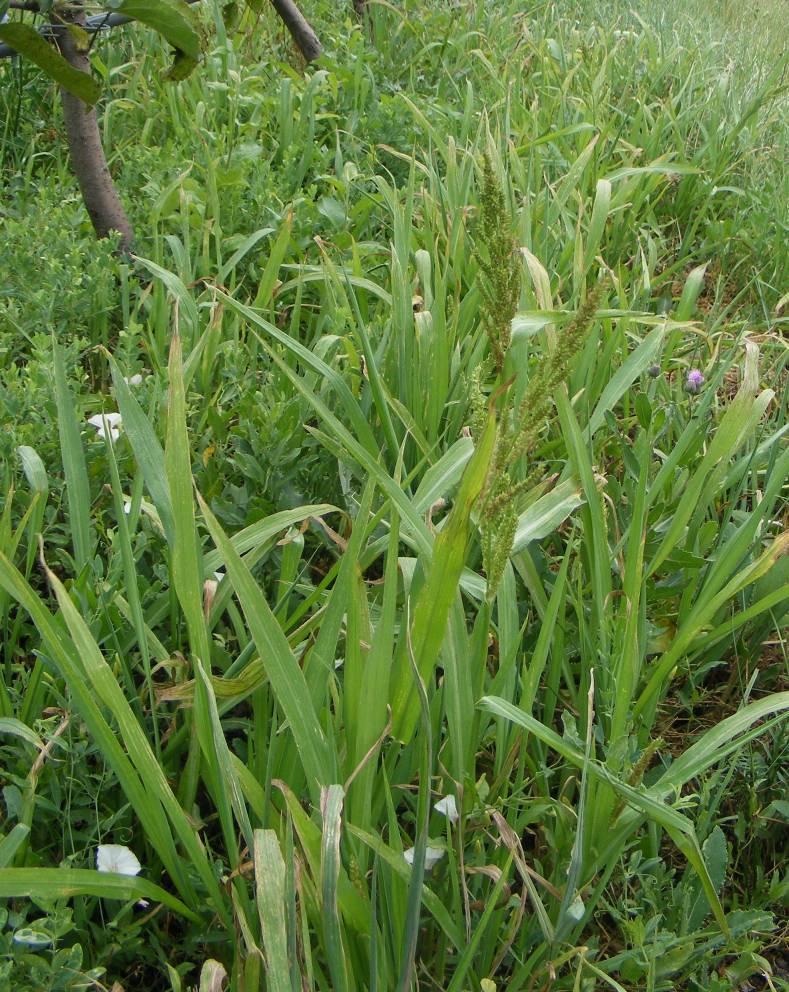 Kakaslábfű - Echinochloa crus-galli T 4 Család: Pázsitfűfélék Gramineae (Poaceae) Elterjedése: Kozmopolita, az egész föld meleg és mérsékelt éghajlatú