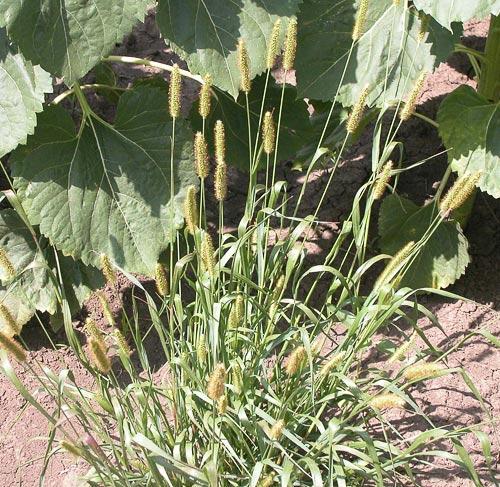 Fakó muhar - Setaria glauca (pumila) T 4 Család: Pázsitfűfélék Gramineae (Poaceae) Elterjedése: Kozmopolita Tömeges a szántóföldeken, kertekben, szőlőkben, ahol a talaj állandó művelés alatt áll.